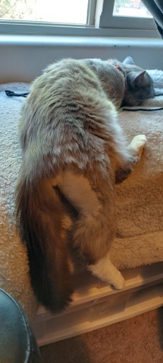 Never had a vet shave that much off before, still not sure why they did. Also not sure if this should be nsfw?