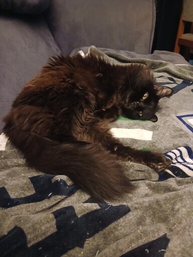 A cat