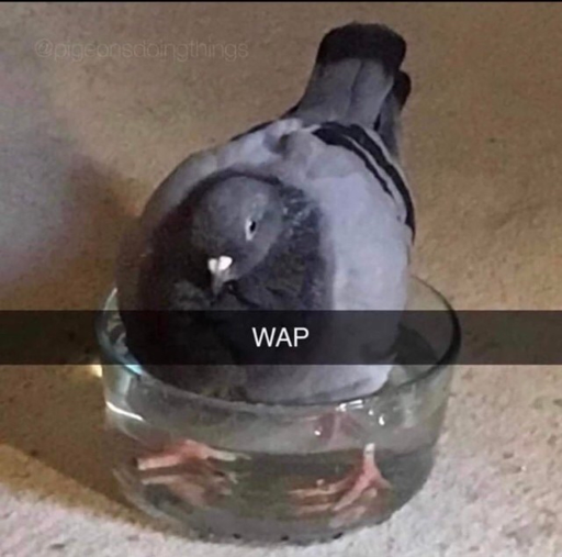 Pidgeon standing in a half-full cup of water. Over the image, in the style of Snapchat text bar, it is written "WAP".