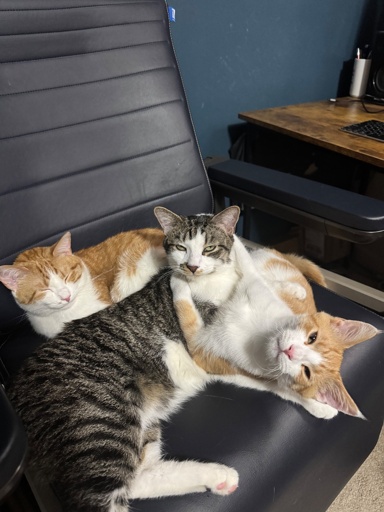 3 cats are tangled up together on a chair, and the smaller of two orange and white cats is grappling the white and brown cat