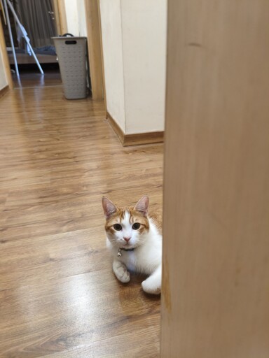 peekaboo!
