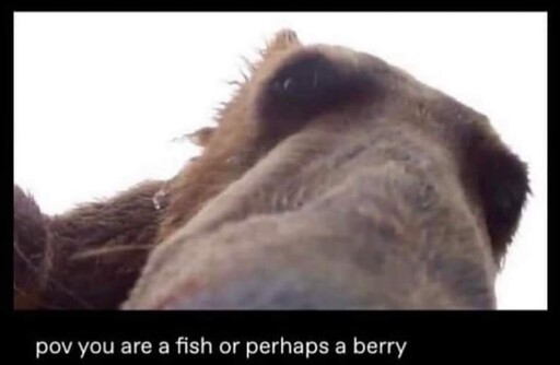 pov you are a fish or perhaps a berry. image of a bear looking right at the camera from up close