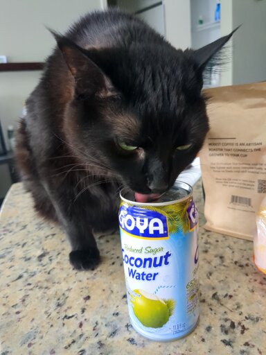 A black cat licking a freshly opened can of coconut water from Goya.